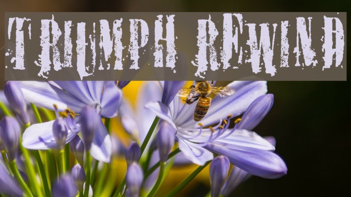 TRIUMPH REWIND Schriftart examples