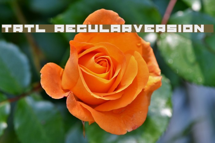 TRTL Regular:Version 1.00 Font examples