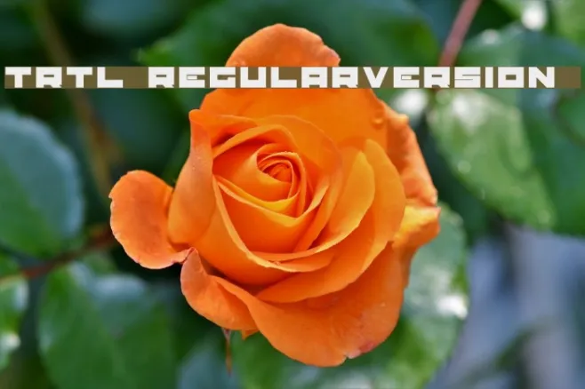TRTL Regular:Version 1.00 Example 1