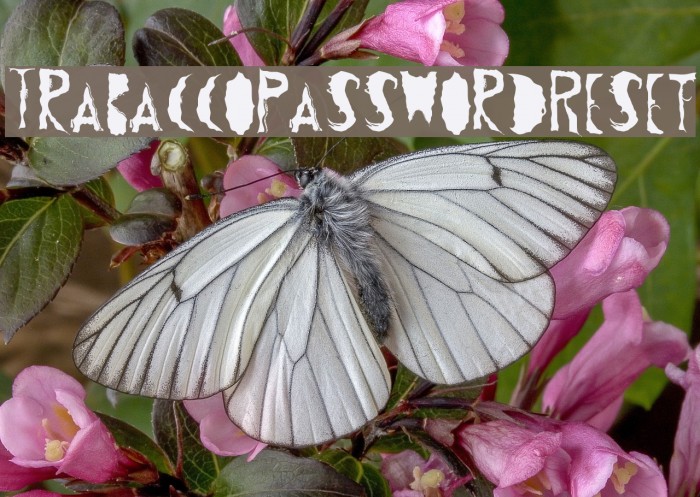 TrabaccoPasswordReset Font examples
