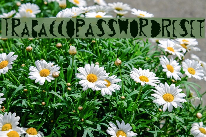 TrabaccoPasswordReset Font examples