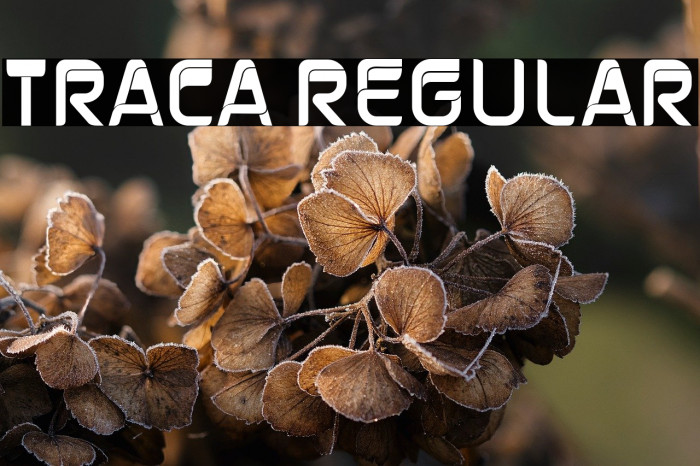 Traca Regular Example 2