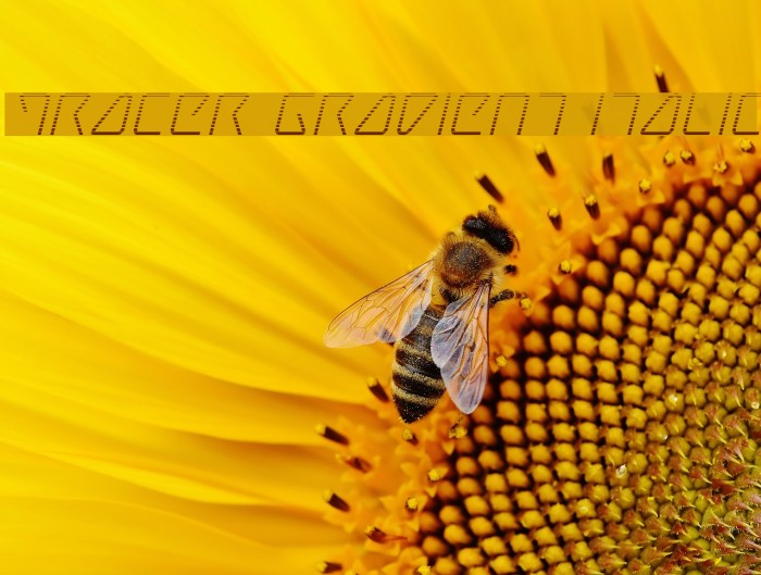 Tracer Gradient Italic Font examples