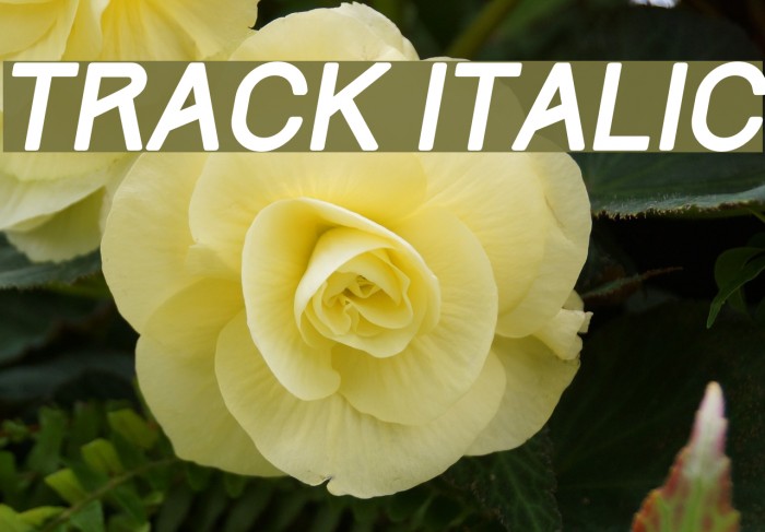 Track Italic Font examples