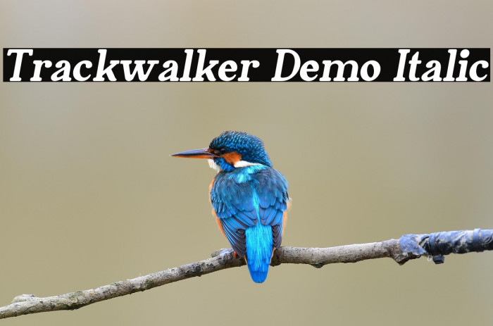 Trackwalker Demo Italic Example 2