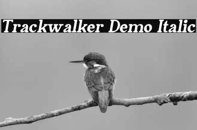 Trackwalker Demo Italic Font examples