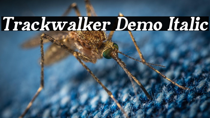Trackwalker Demo Italic Example 3