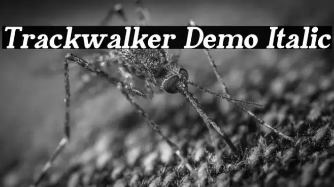 Trackwalker Demo Italic Font examples