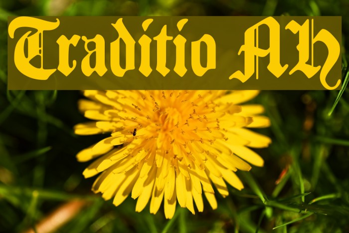 Traditio AH Font examples