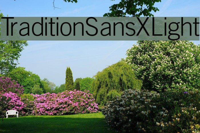 TraditionSansXLight Font examples