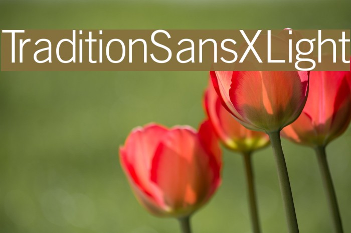 TraditionSansXLight Font examples