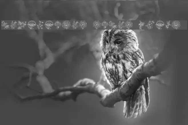 Traditional Floral Design II Font examples