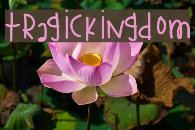 TragicKingdom Example 2