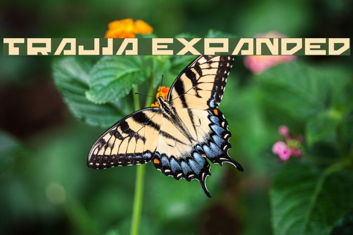 Trajia Expanded Font examples