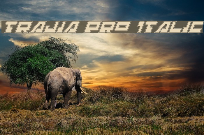 Trajia Pro Italic Font examples