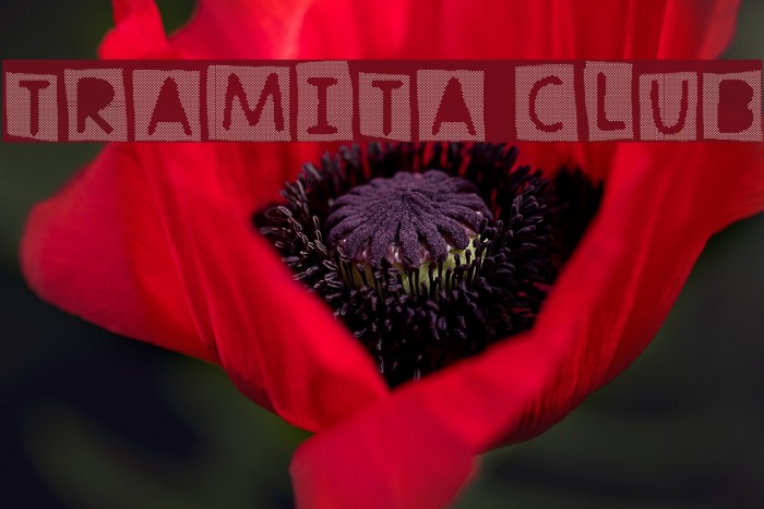 Tramita club Font examples