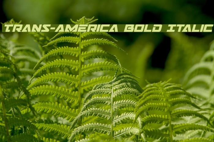 Trans-America Bold Italic Font examples