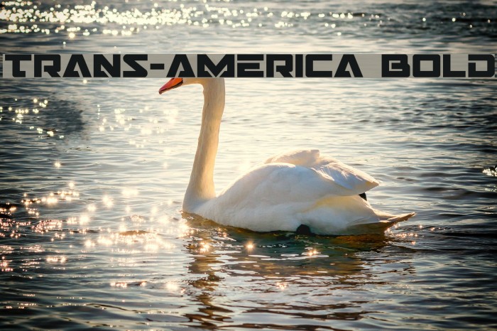 Trans-America Bold Font examples