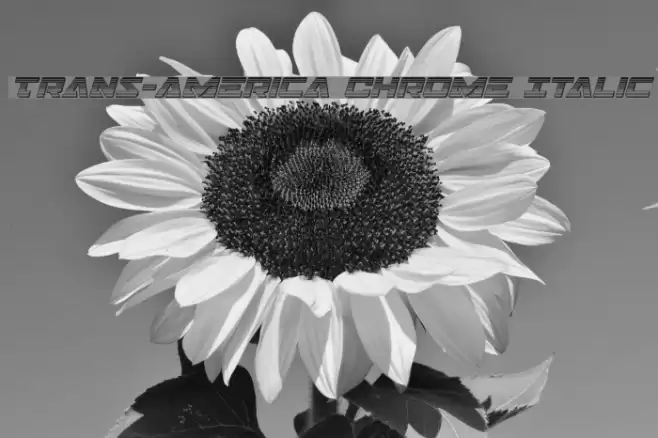 Trans-America Chrome Italic Font examples