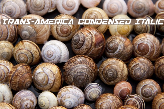 Trans-America Condensed Italic Font examples