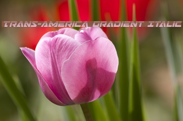 Trans-America Gradient Italic Example 1