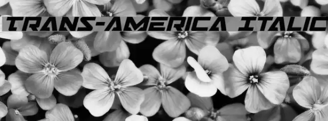 Trans-America Italic Font examples