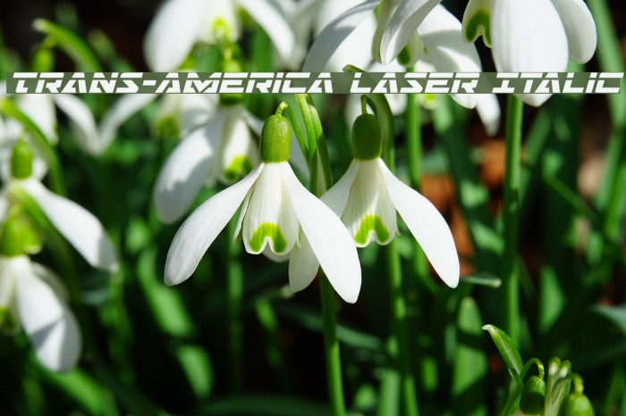 Trans-America Laser Italic Example 2