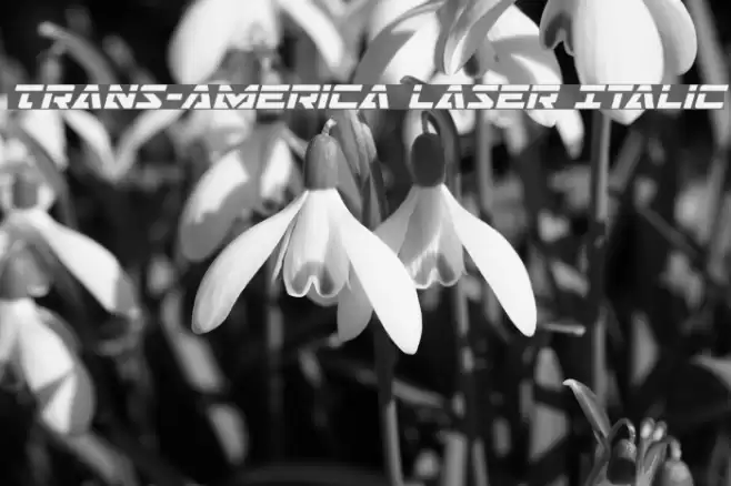 Trans-America Laser Italic Font examples