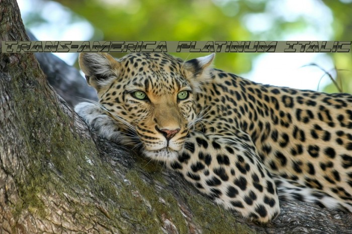 Trans-America Platinum Italic Example 1