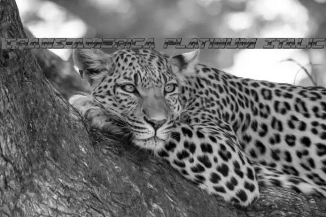 Trans-America Platinum Italic Font examples