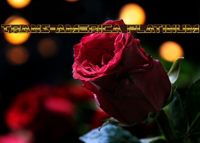 Trans-America Platinum Example 1