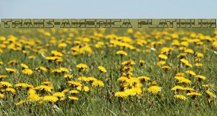 Trans-America Platinum Example 3