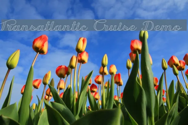 Transatlantic Cruise Demo Example 2