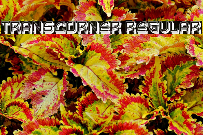 Transcorner Regular Example 2