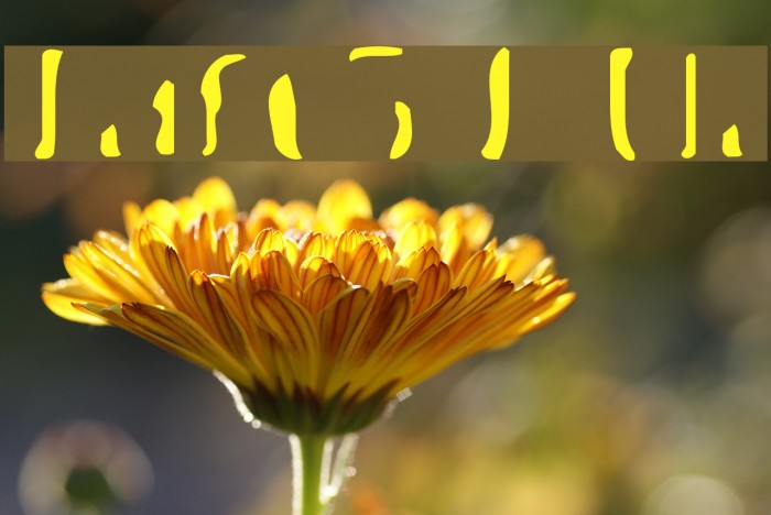 Transfer51 Ultra Example 1