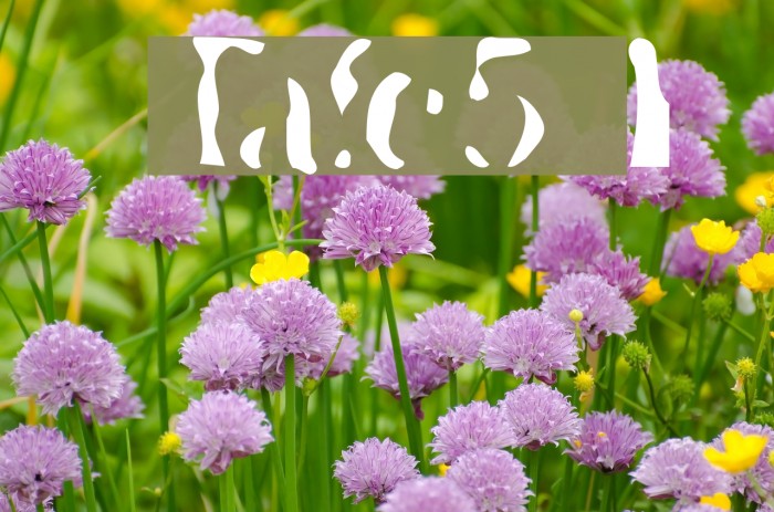 Transfer51 Font examples