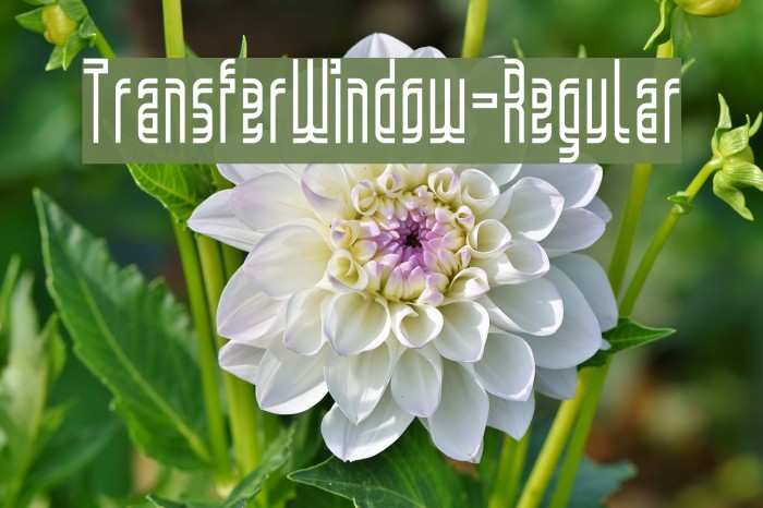 TransferWindow-Regular Example 2