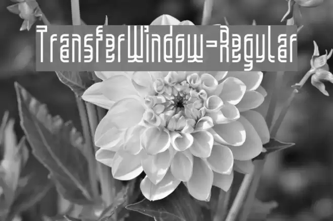 TransferWindow-Regular Font examples