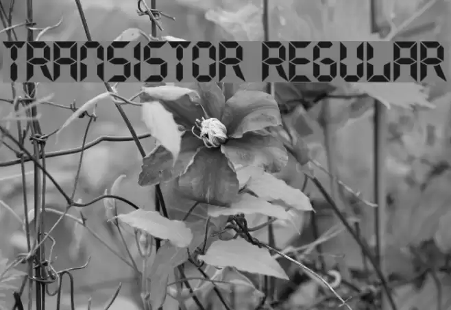 Transistor Regular Font examples