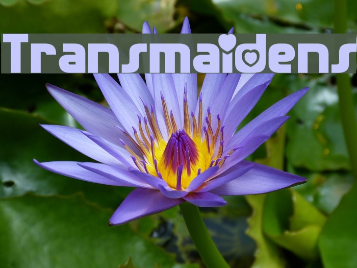 Transmaidens Example 3