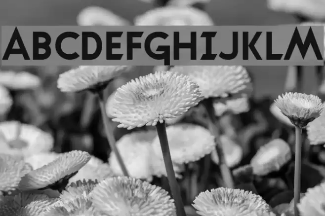 Transmetals Normal Polices examples