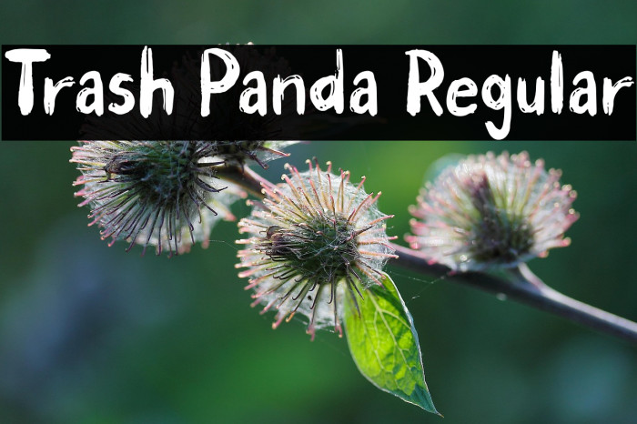 Trash Panda Regular Example 1