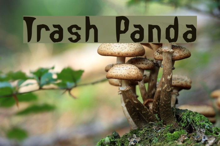 Trash Panda Font examples