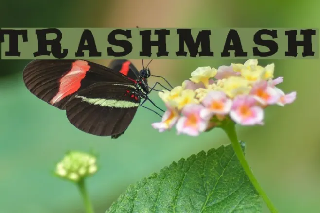 TrashMash Example 1