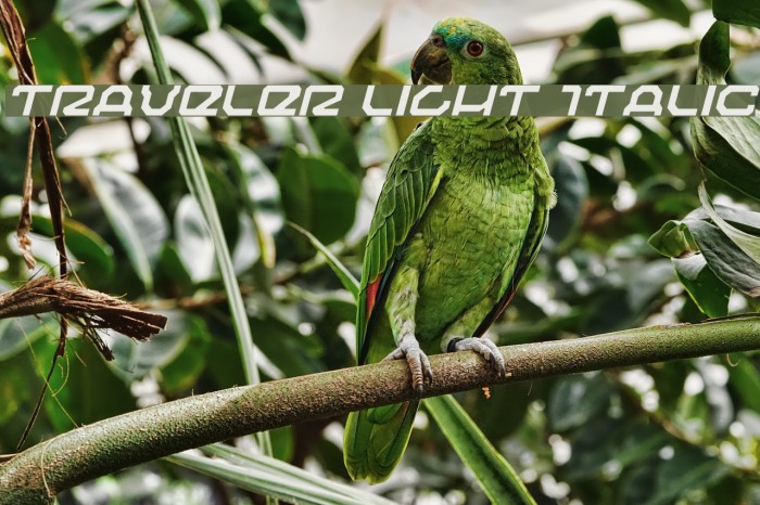 Traveler Light Italic Font examples