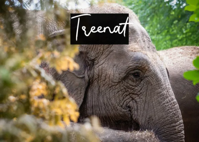 Treenat Example 2
