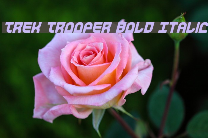 Trek Trooper Bold Italic Font examples