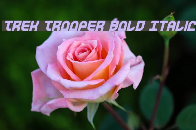 Trek Trooper Bold Italic Example 1