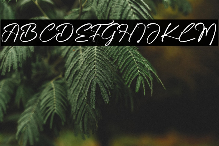 Trelasty Bettany Example 2