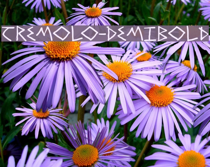 Tremolo-DemiBold Example 1